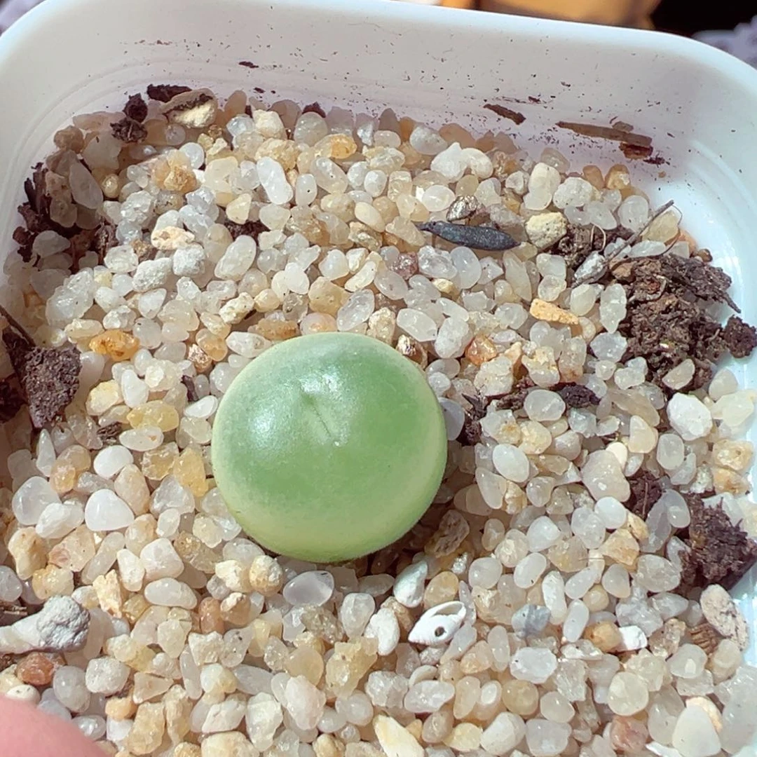 葡***时919-239多肉多肉拉登