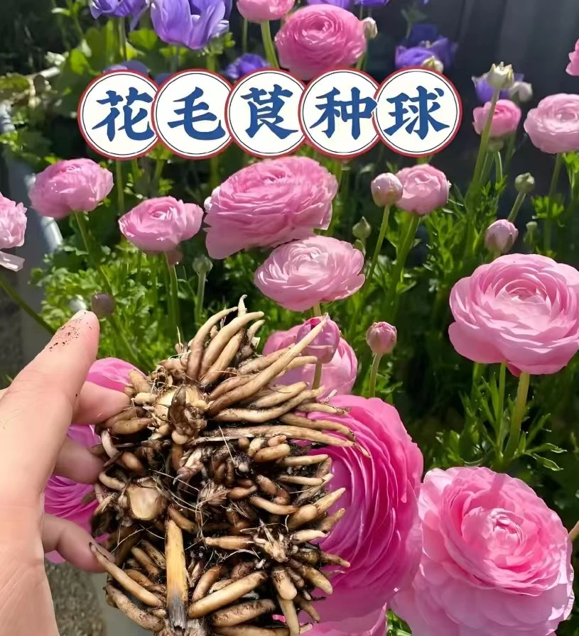 【花毛茛种球】室内室外四季洋牡丹花种球观花卉植物盆栽好养活种球