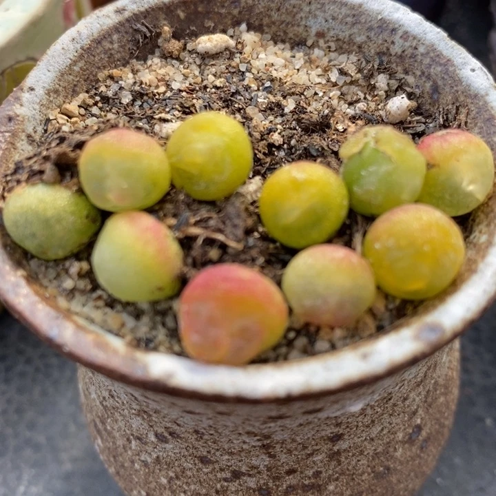 拉登一颗0.6-0.8厘米