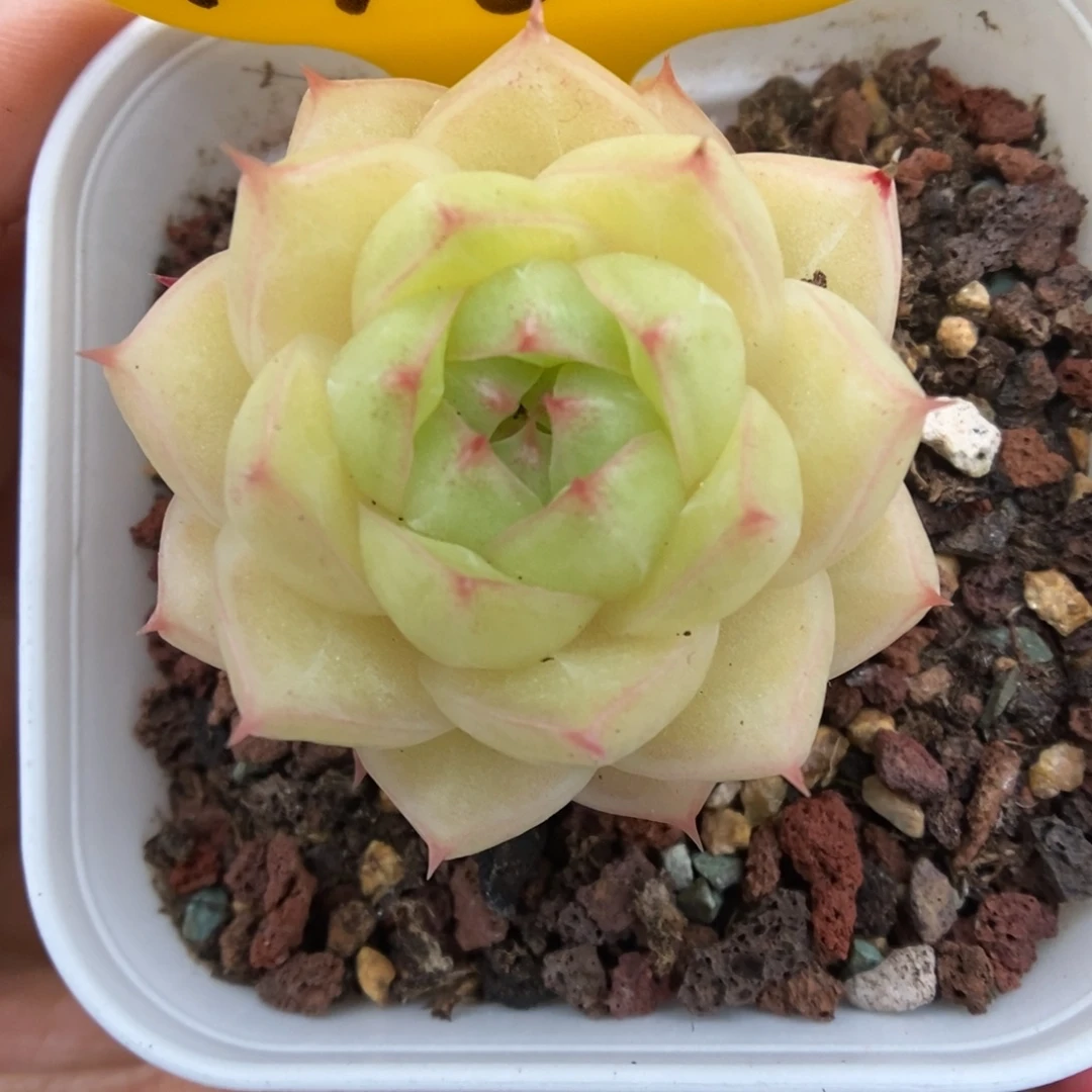 琉璃麦秆可拍410号。