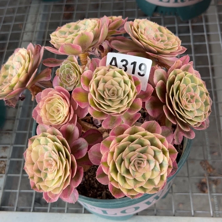 319荔枝朵朵20厘米左右