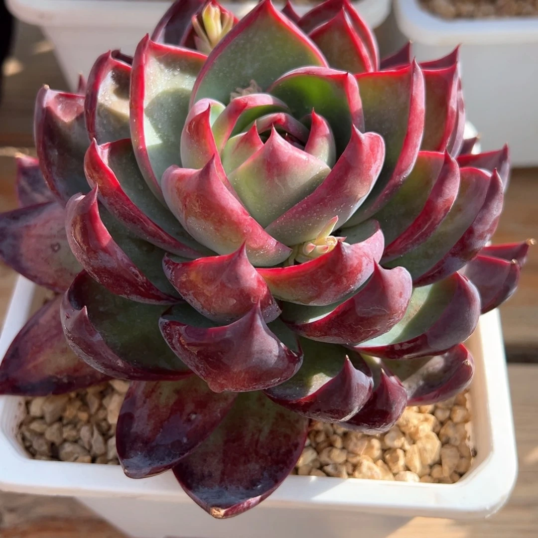 惊鸿仙子多肉植物