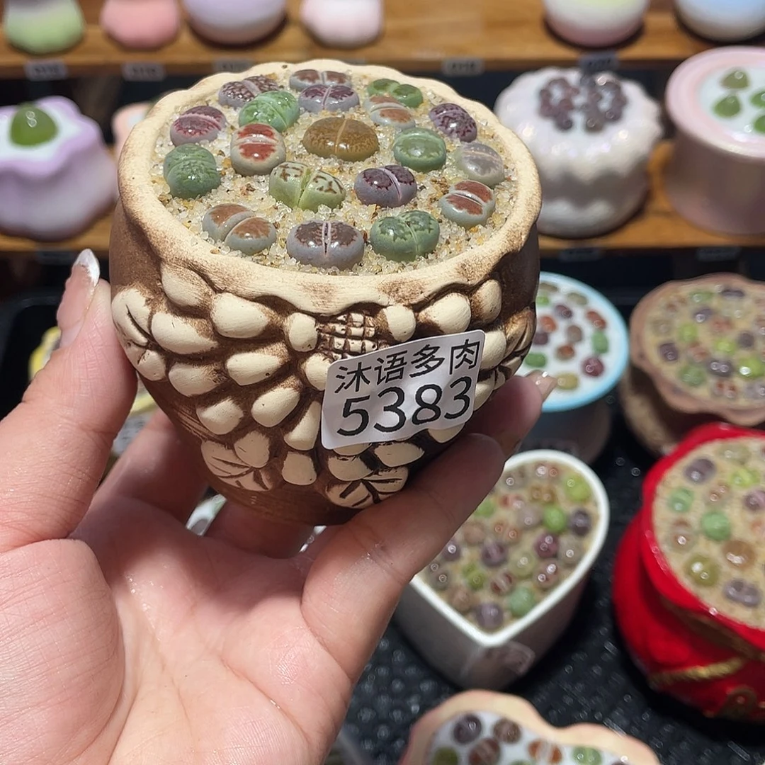 带盆土植物 一物一拍5383