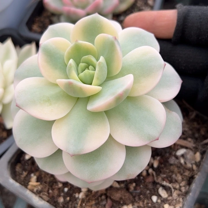 香草锦一物一拍锦龙