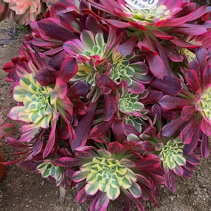 多肉天合股东200多艘