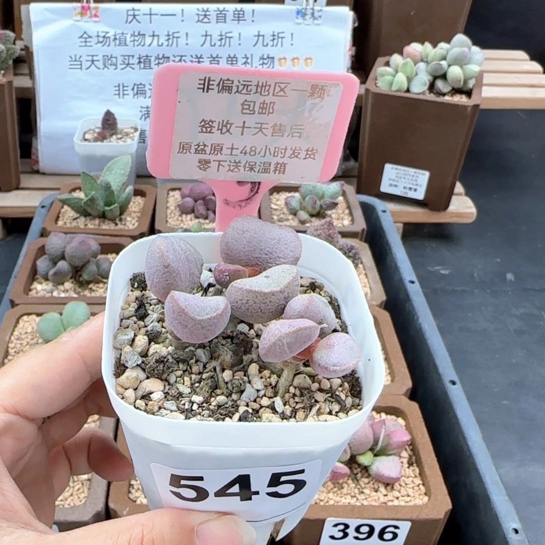 545黛安娜多肉植物