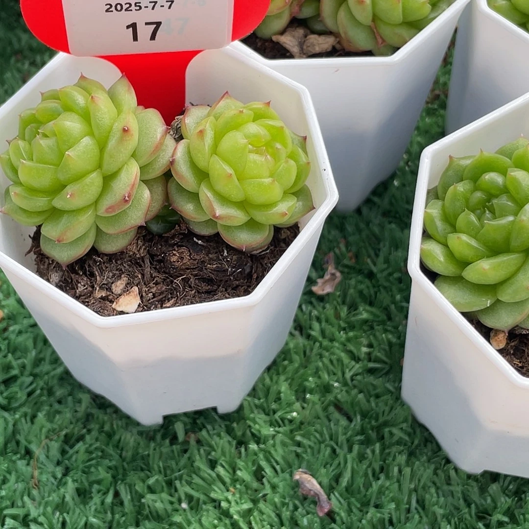 ****宝萌肉小筑0707-17灯泡珍妮