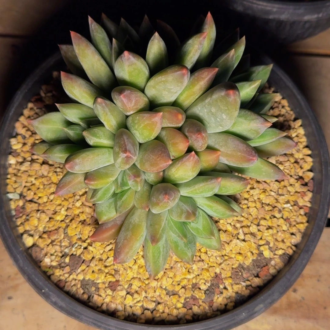 葡***子重楼1111111111