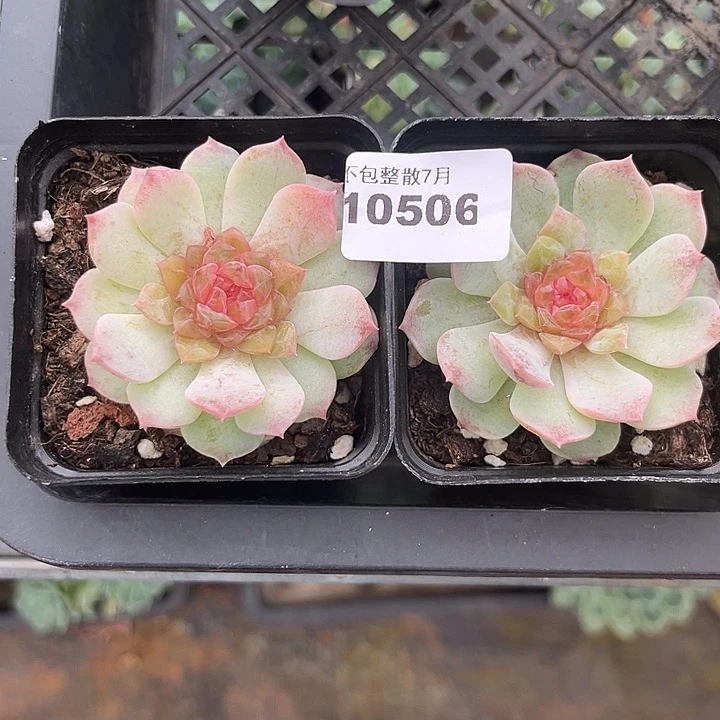 阿雅园艺。    10506梦幻珍妮