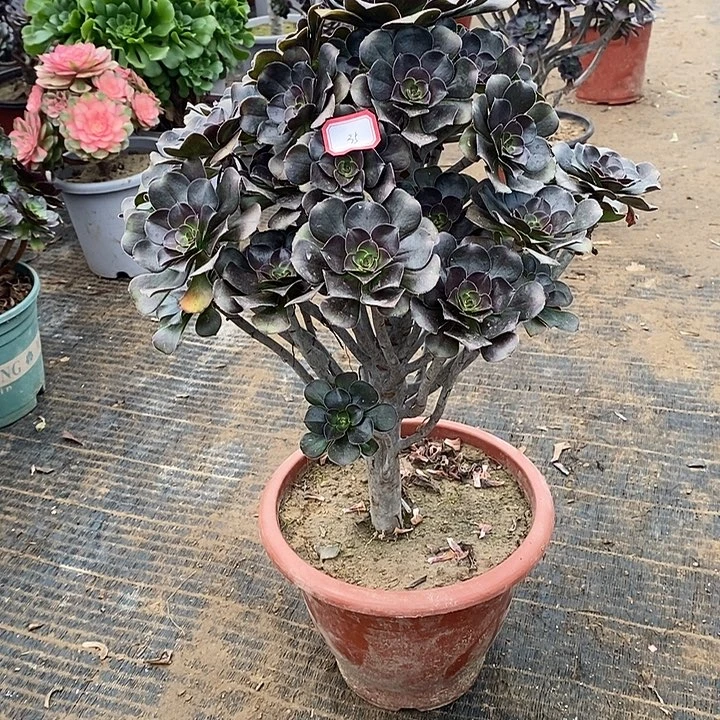 35，灰圆叶多肉法师多肉法师