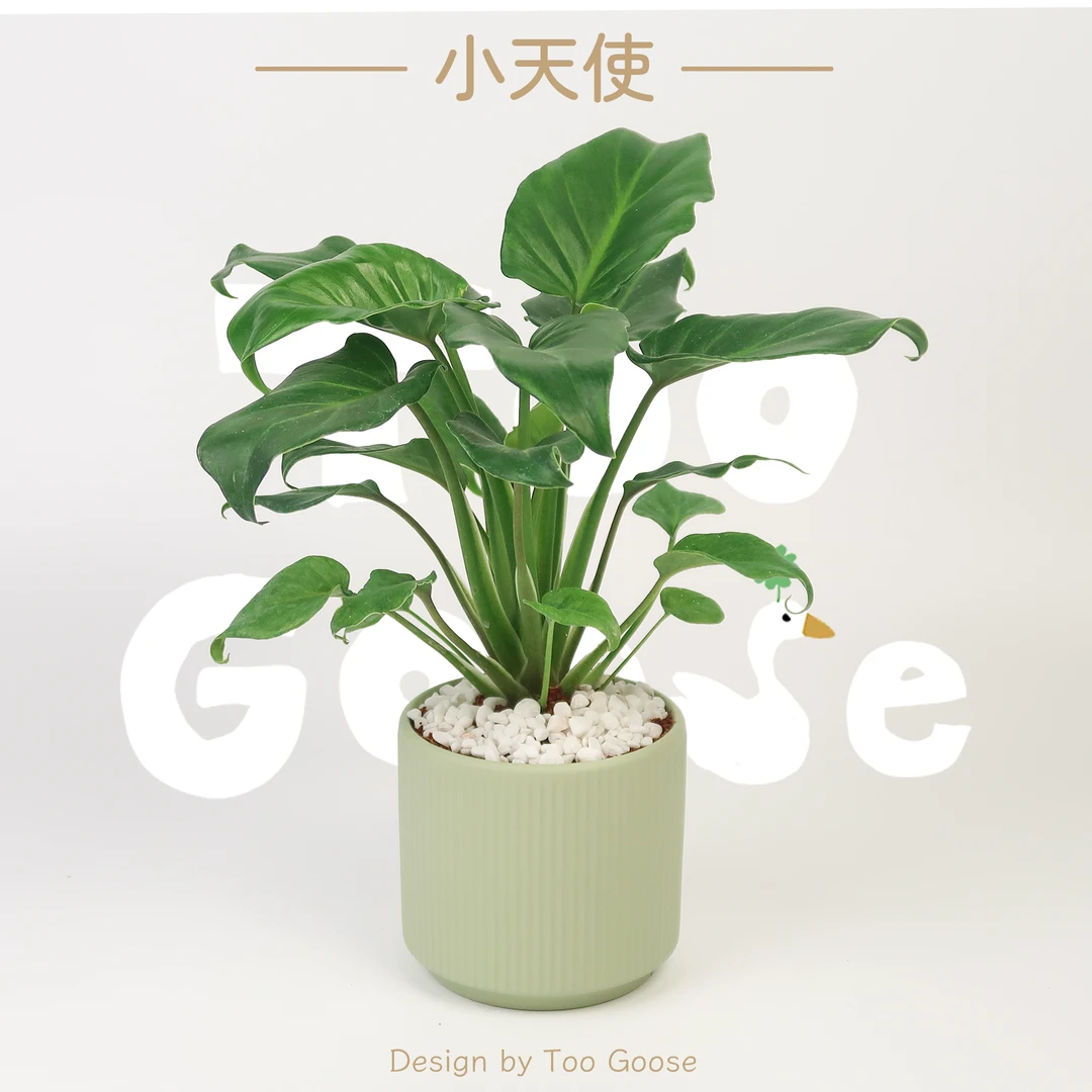 【呆鹅家-小天使】绿植盆栽植物室内好养客厅净化空气办公室花卉