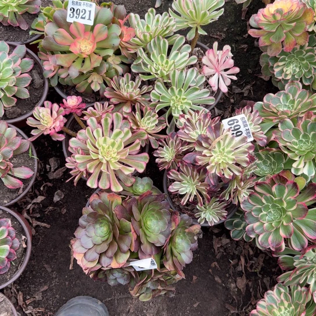 法师5颗3921 19-35