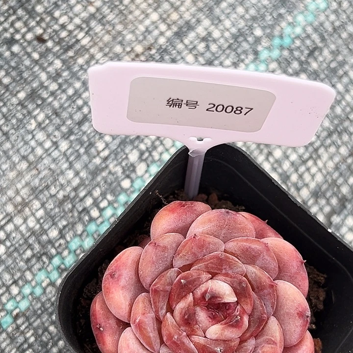 麦***华     糖心    20087号