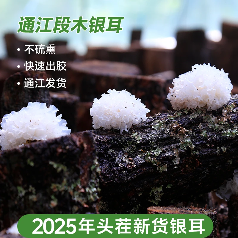 【中大朵】正宗通江椴木银耳干货一级白木耳雪耳无硫通江银耳羹特产