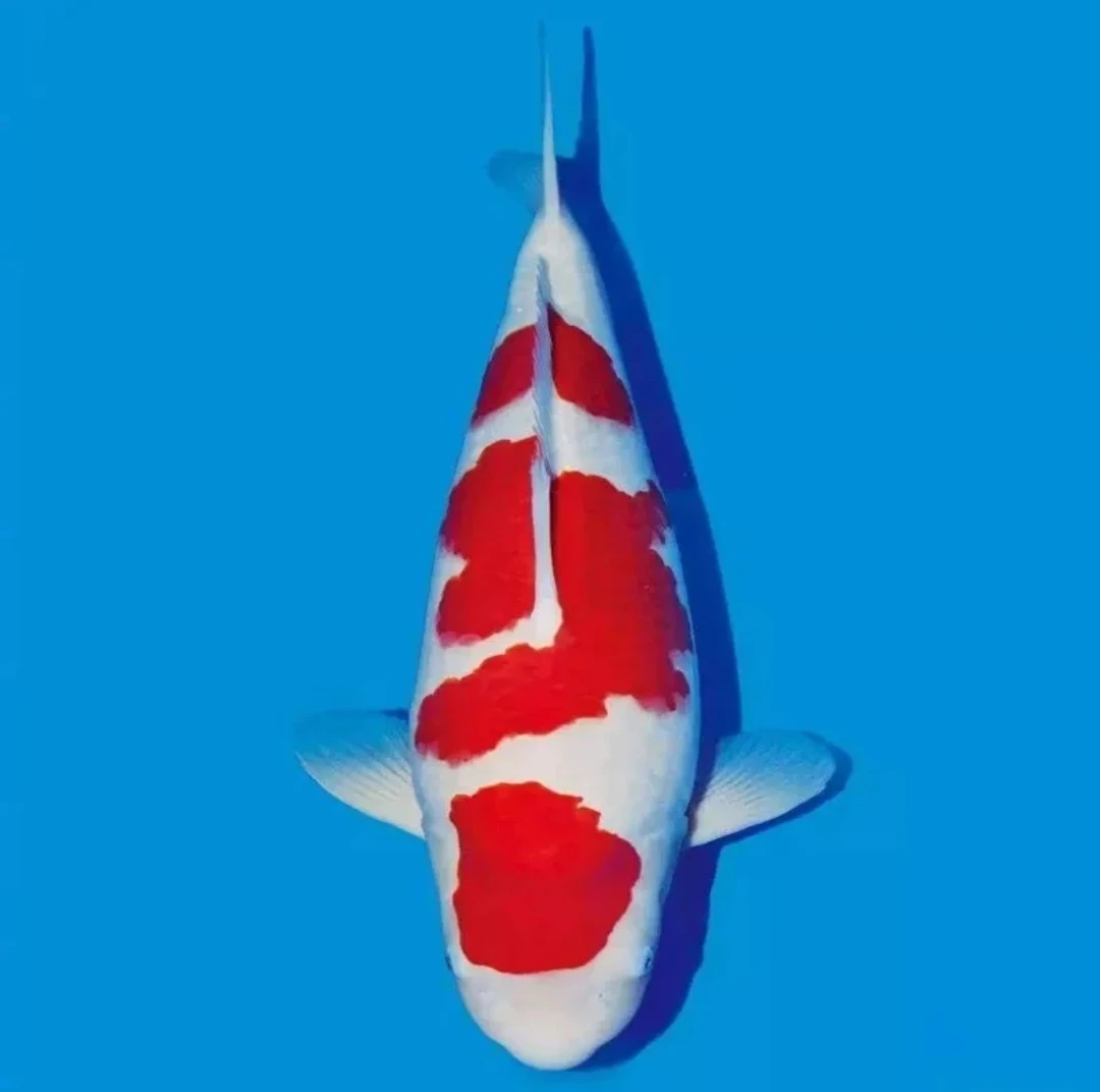 锦鲤直播现场随机挑选纯正锦鲤（包邮）