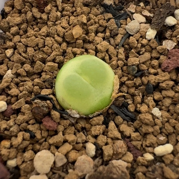 2381带盆发货588888888