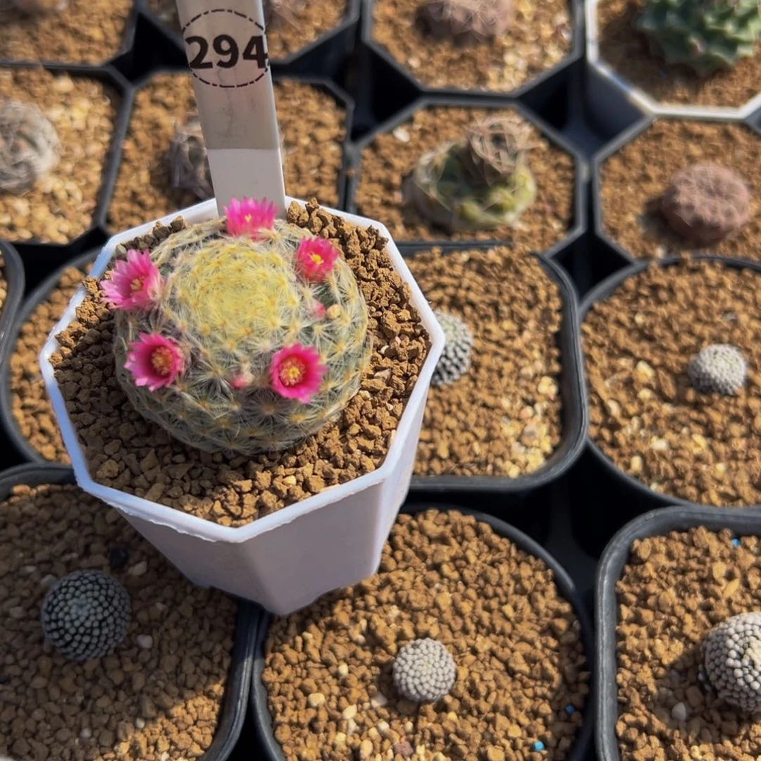 .***ᴥ明星多肉植物带盆土294