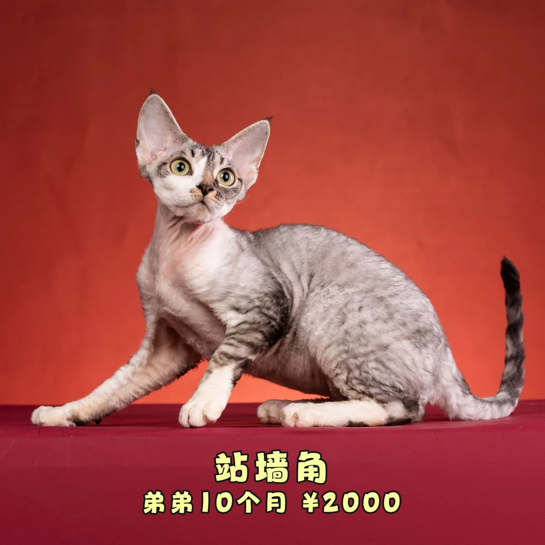 【脖子家德文】 弟弟特价款  活体猫 猫