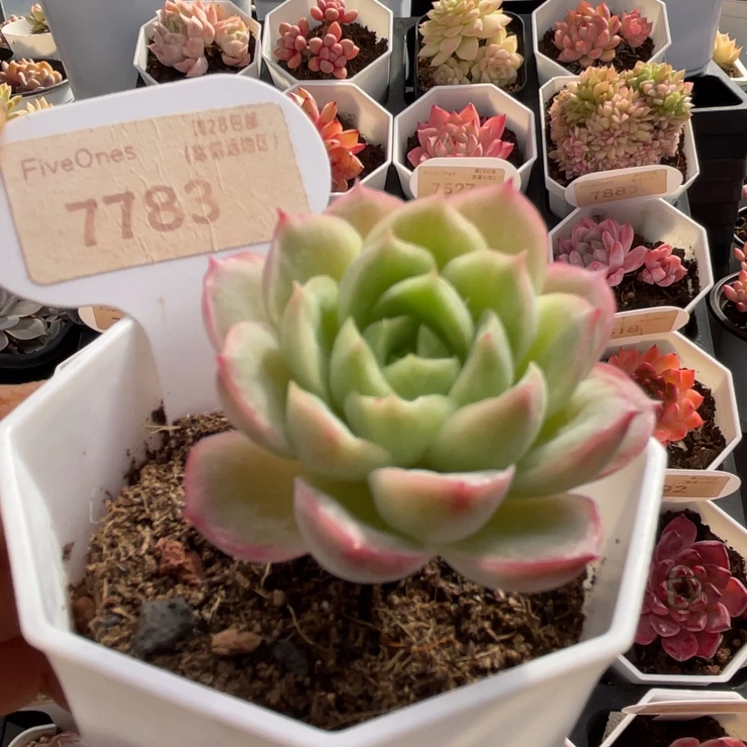 酸橙辣椒7783-4.5厘米