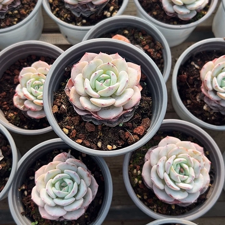 勃朗峰          福利多多