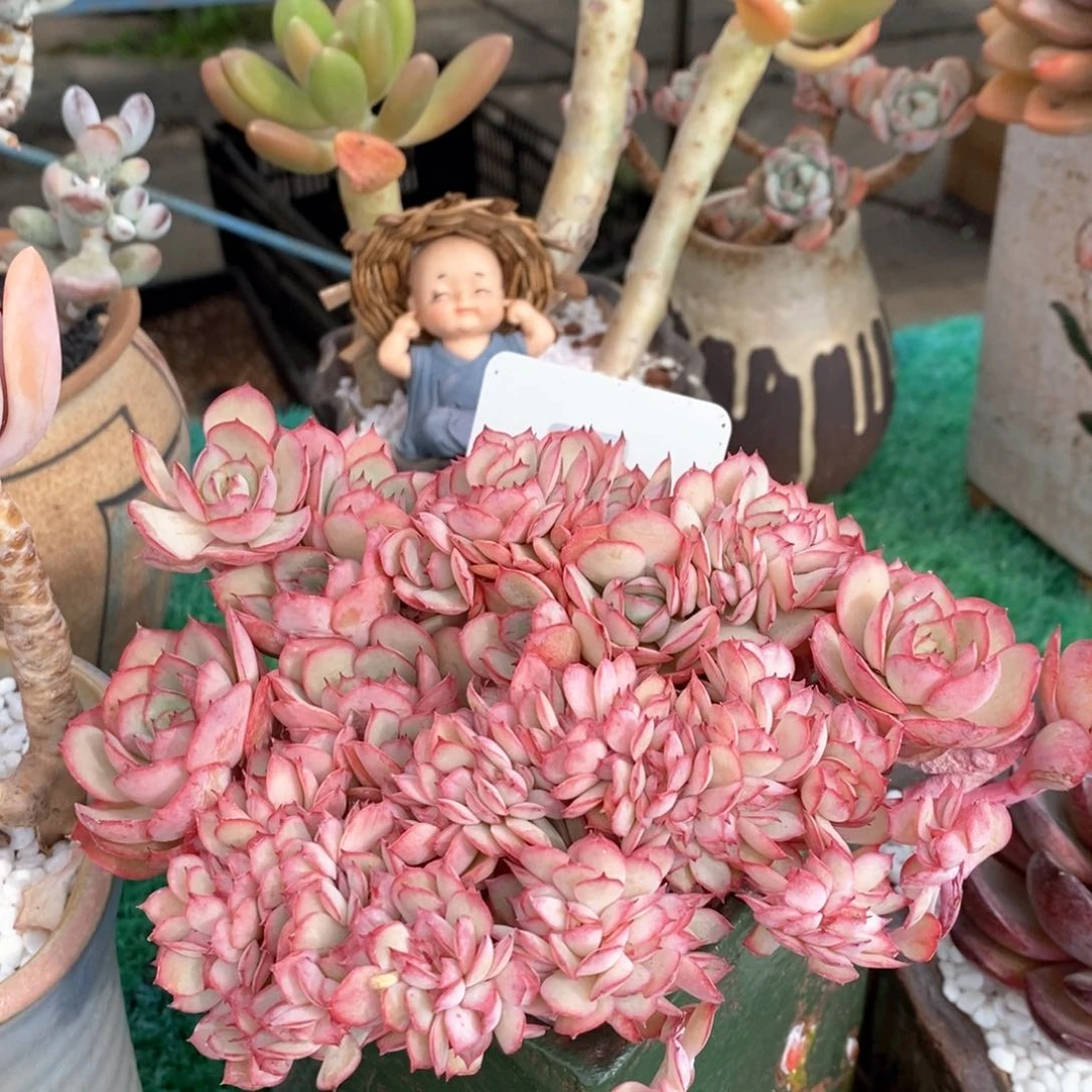 牡丹亭缀多肉植物盆栽