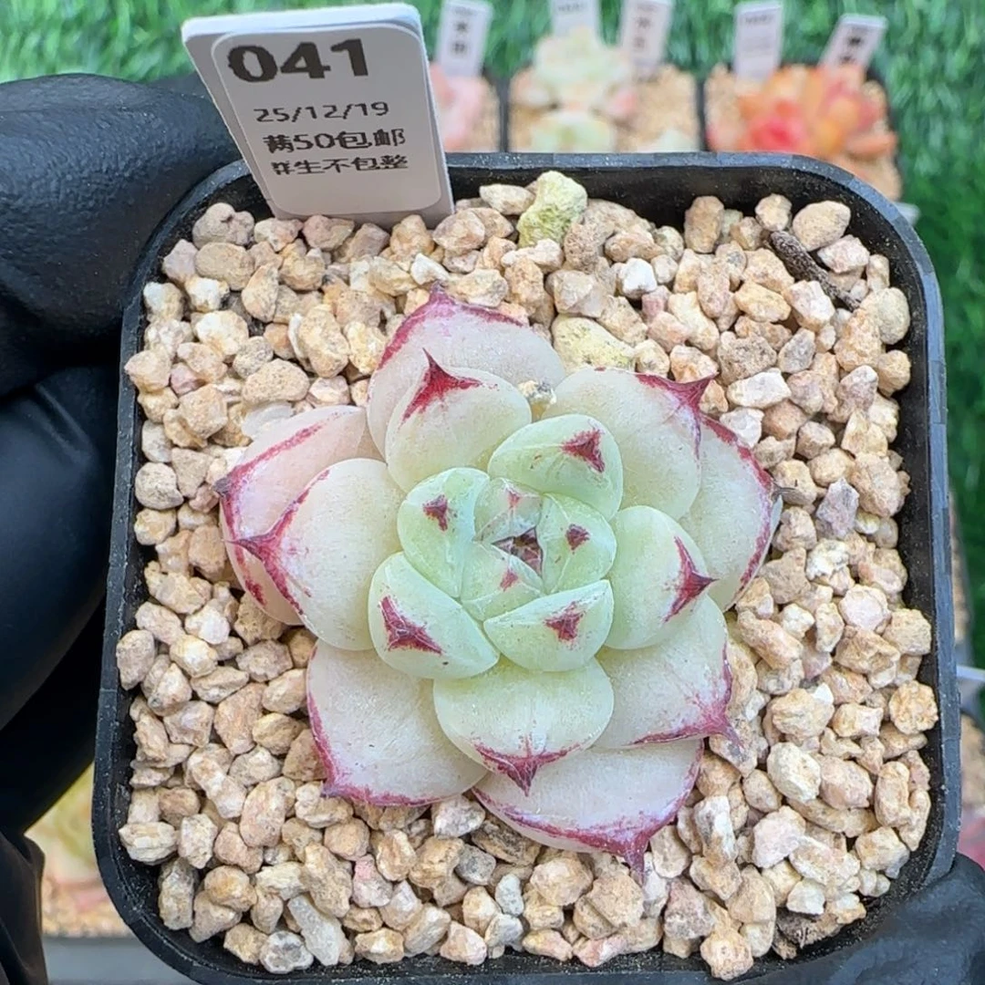 041  孤品  5厘米盆