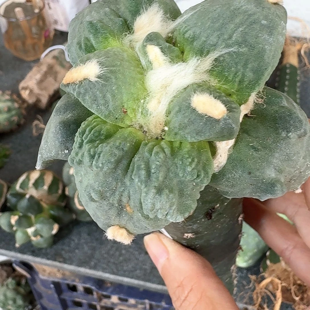 【闪购商品】无花朵郝*怒涛502