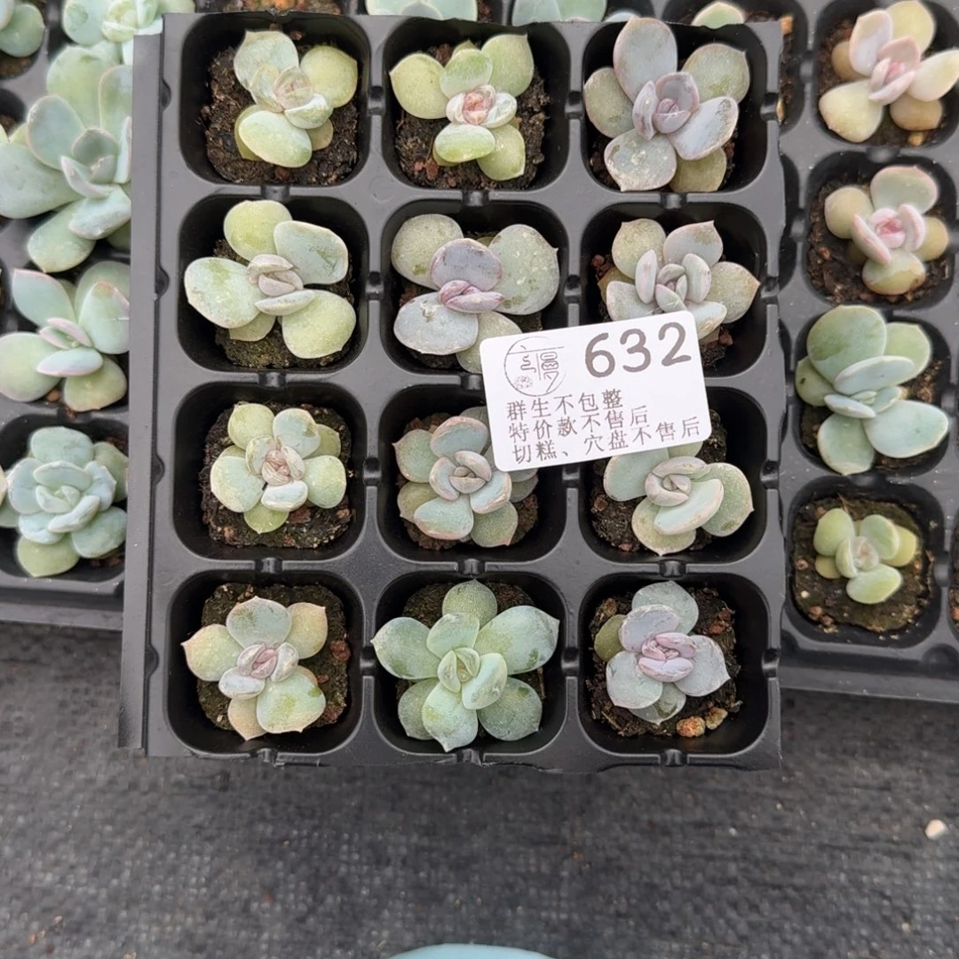 如图632播种穴盘雪花酥一份
