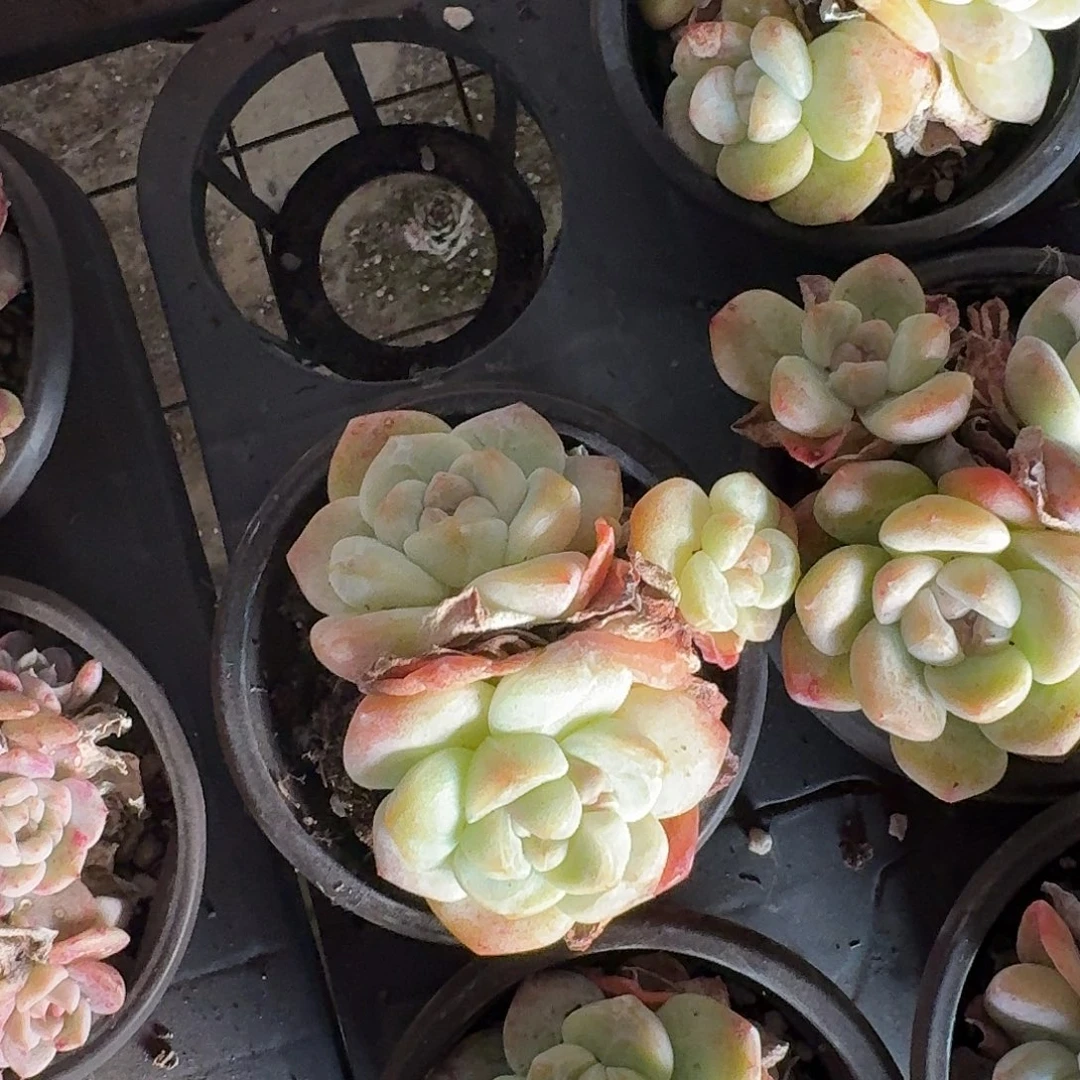 冰玉三头 带土球发货