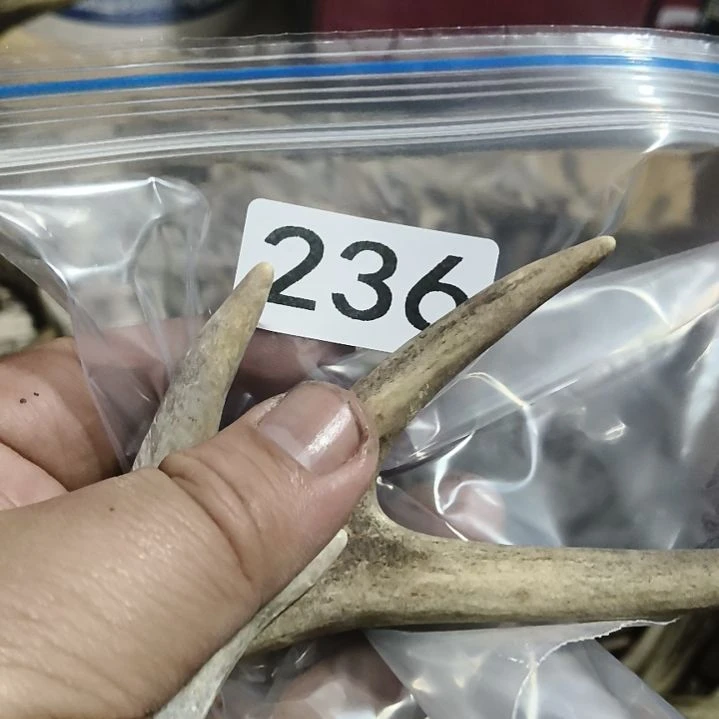 *****鹿角鹿角鹿角鹿角鹿角鹿角