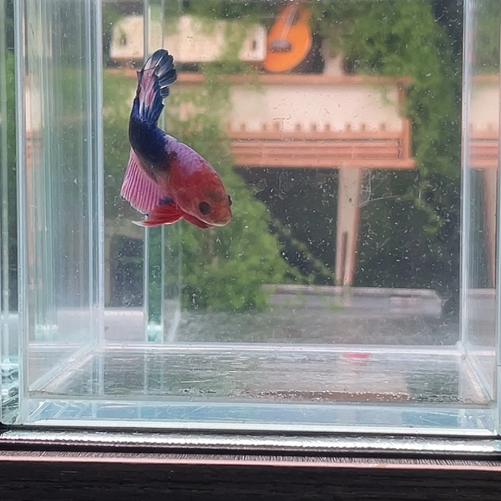 斗鱼听风观赏斗鱼