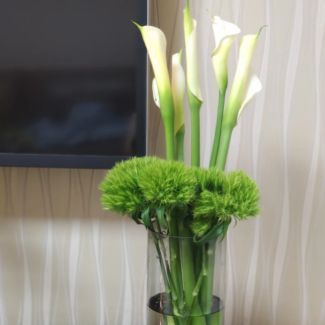 绿毛球5支+白色马蹄莲5支  一单顺丰包邮