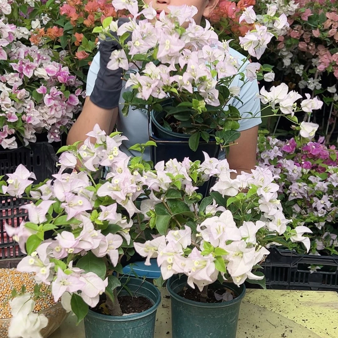 当前无花栽培后可以开花丽娜掌中宝一棵