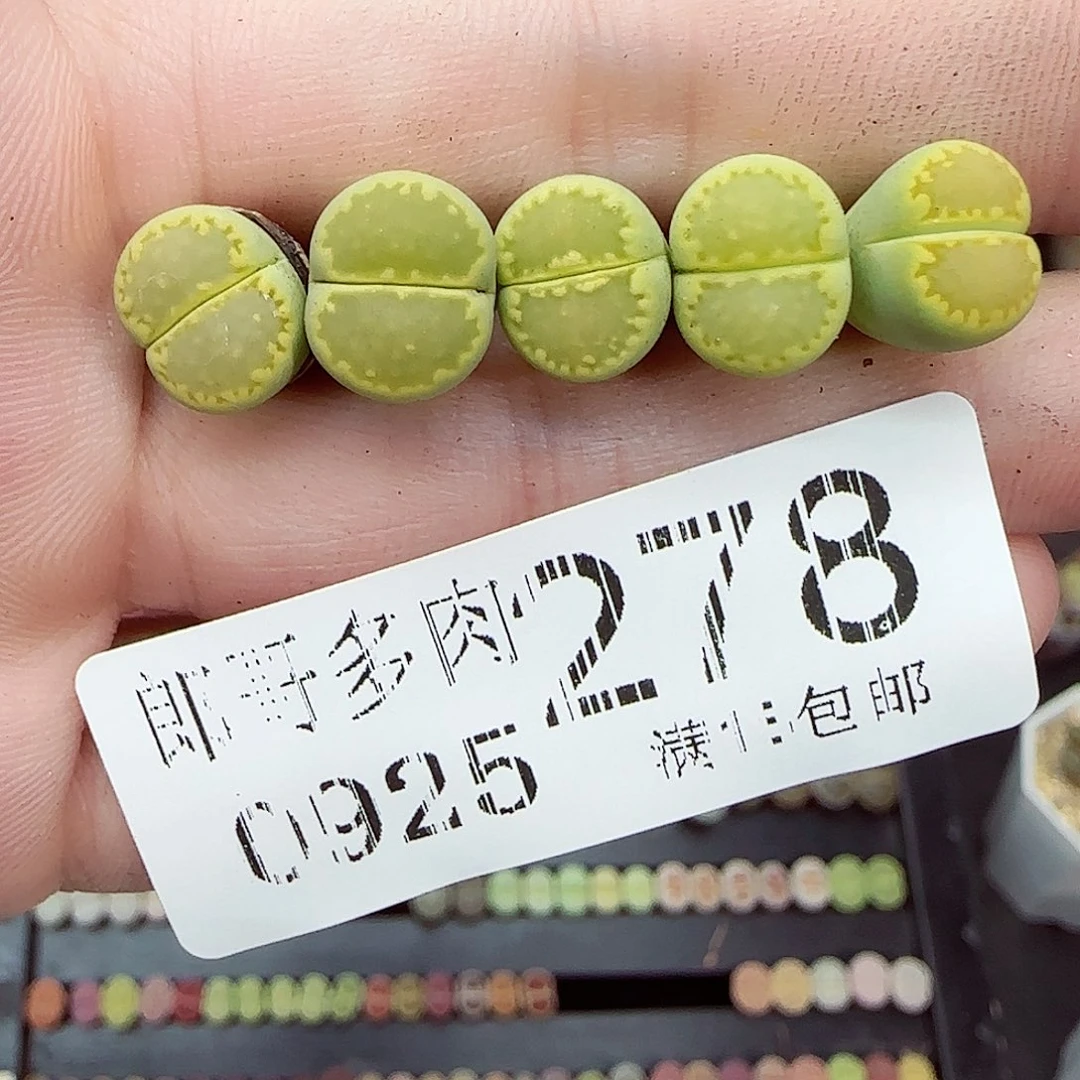 满满18包邮0925-278