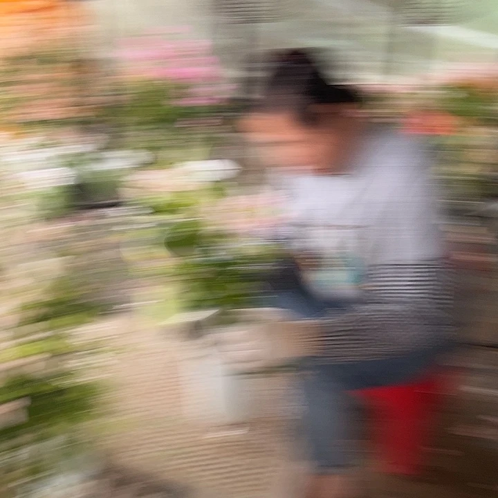 完全开放三角梅婆罗洲