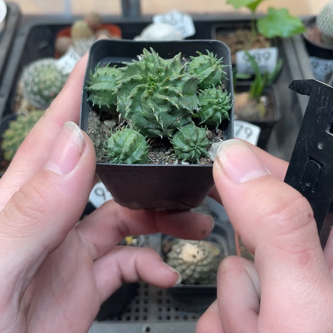 贵青玉（满18包邮）