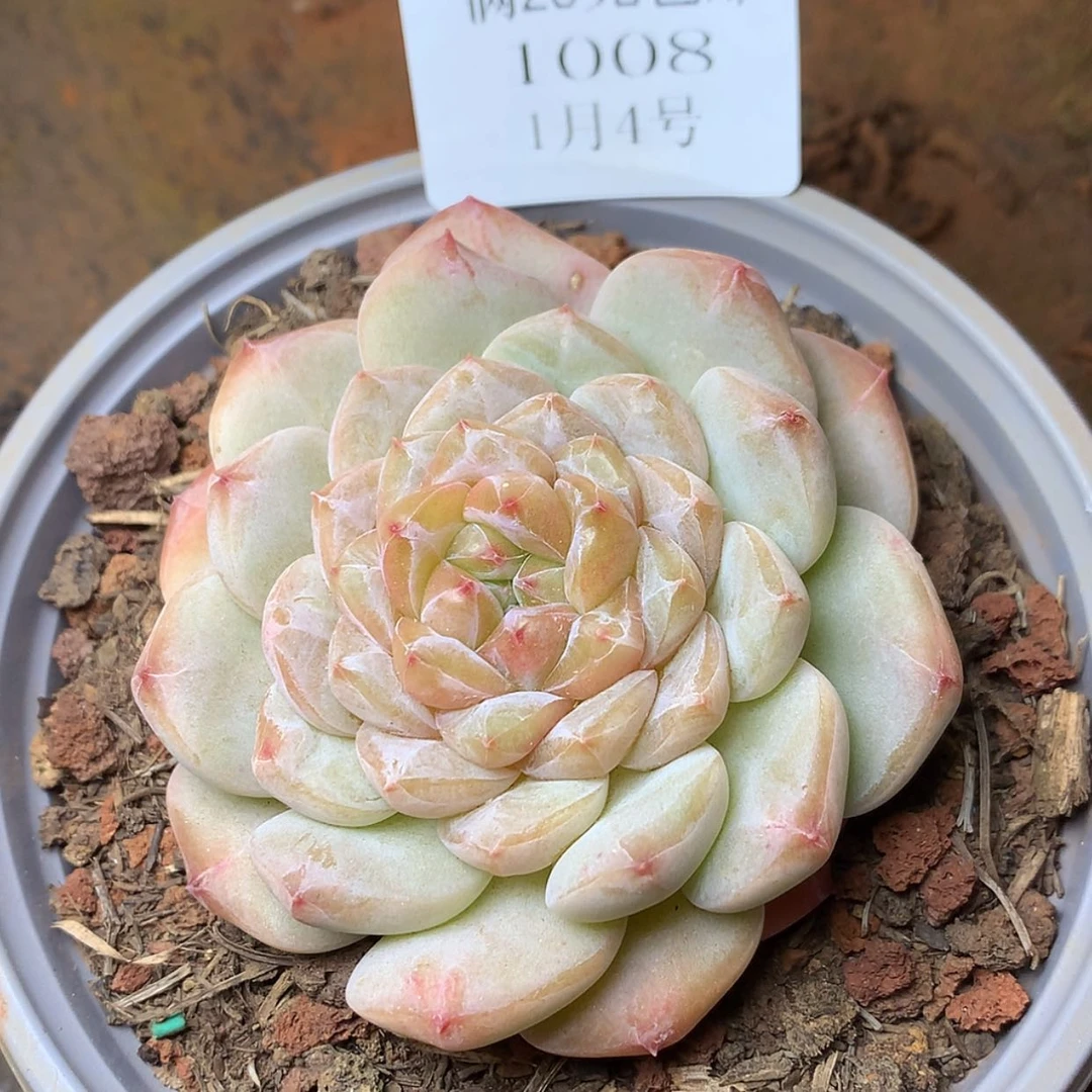 【闪购商品】云1008号