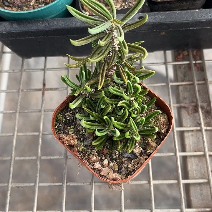 我也不知道我为什么要这样