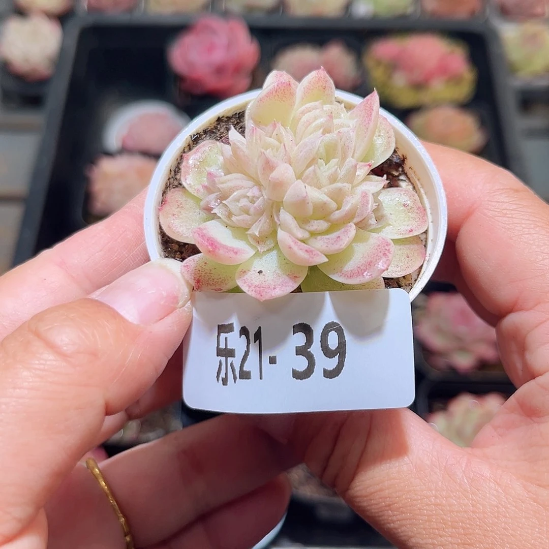 木乐21-39美人樱