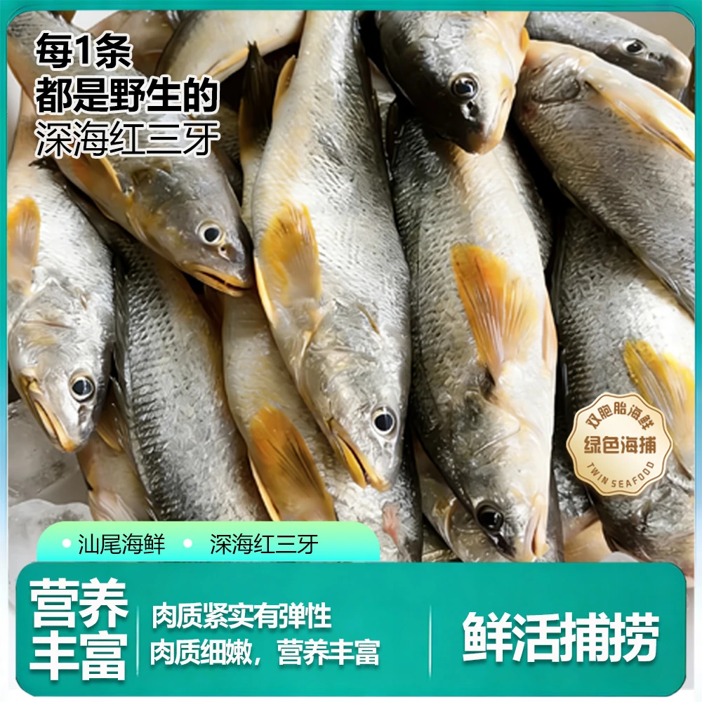 汕尾海鲜【红三牙鱼】野生海捕红三牙鱼新鲜海鱼