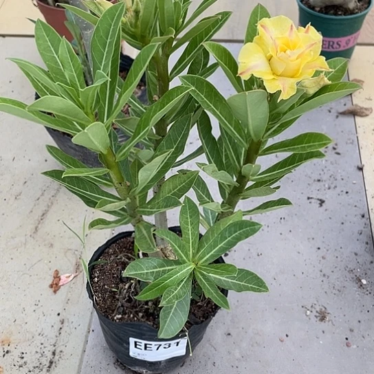 完全开放天***好重瓣731