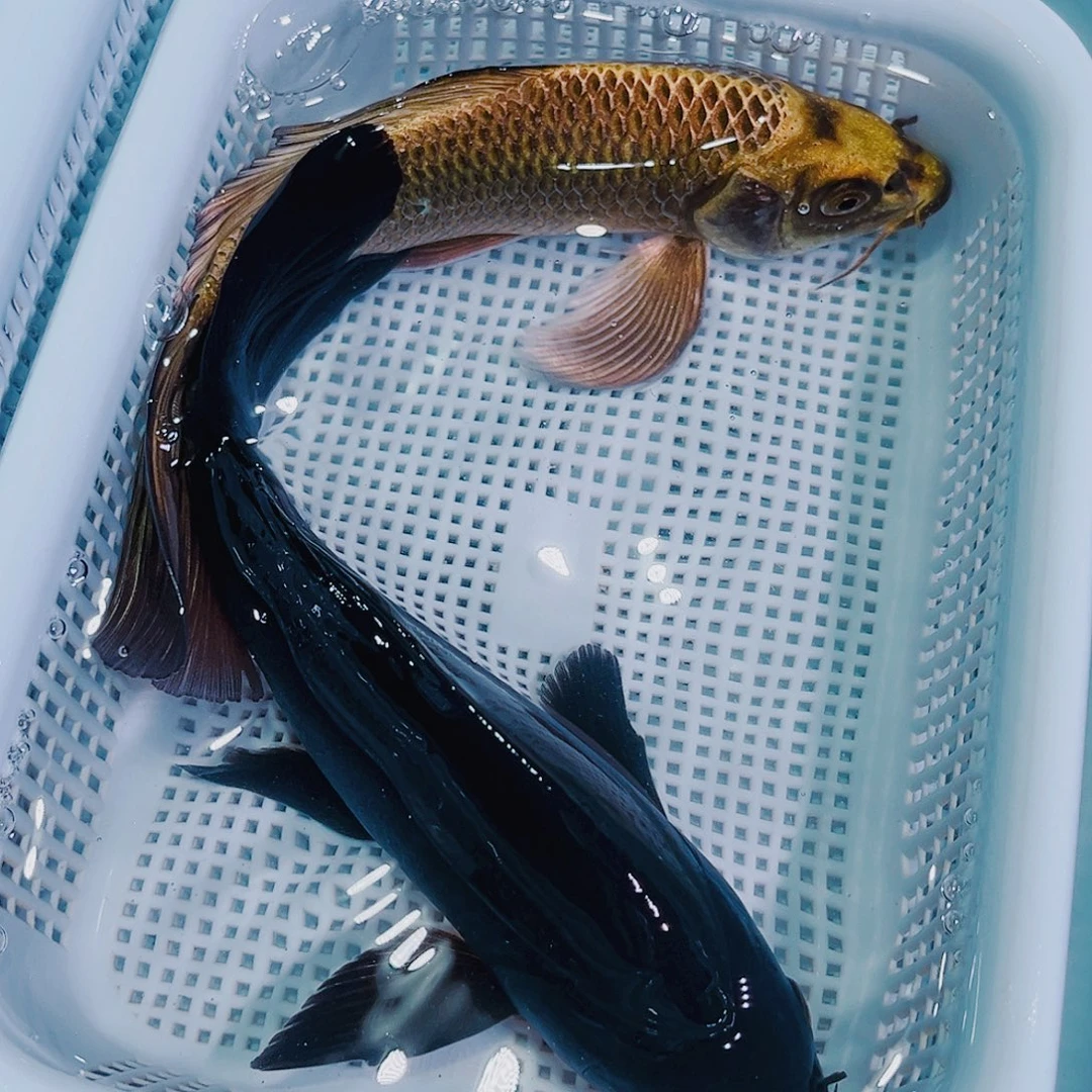 锦鲤锦鲤冷水鱼观赏