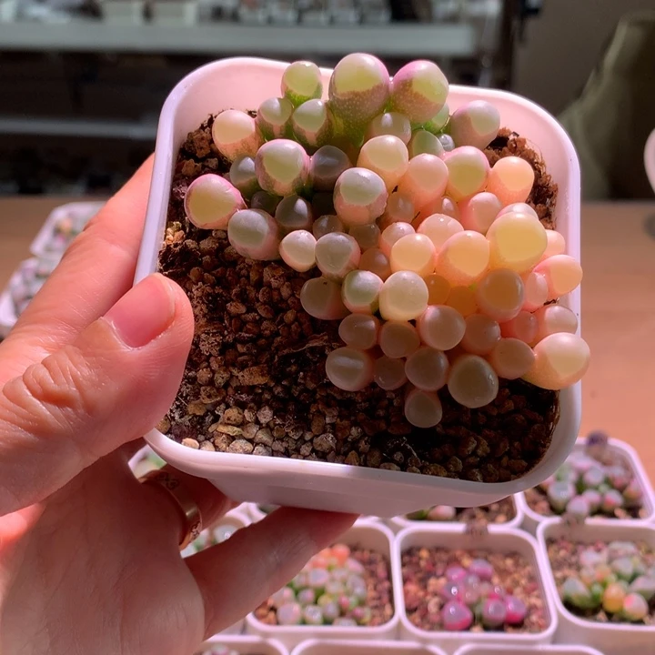 星***霜五十铃玉锦成株1颗