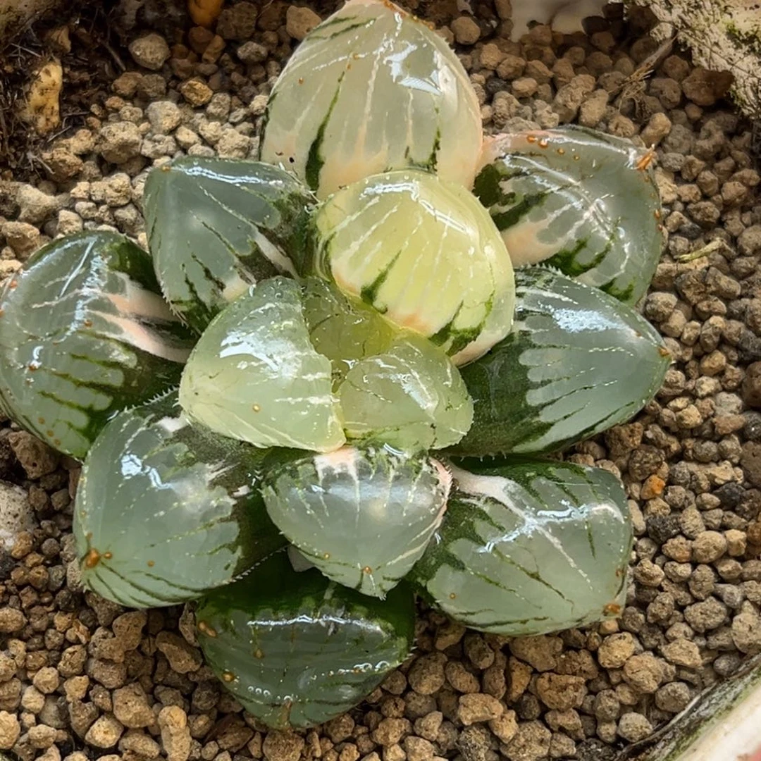 50糯玉露锦福利专场