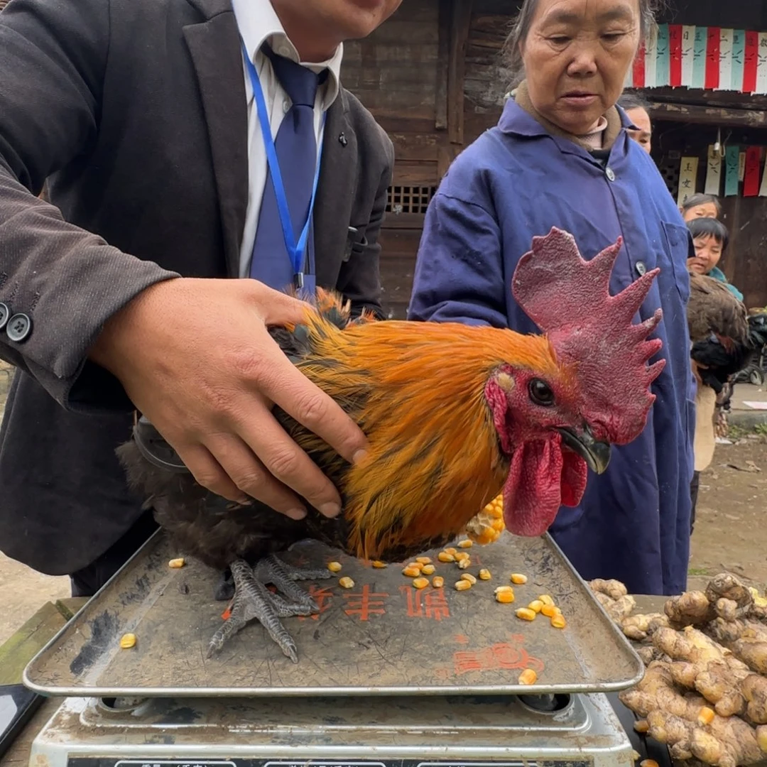 包装中国大陆2621，