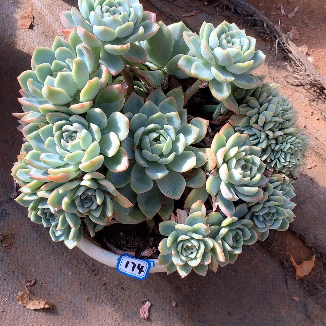 174沙沙女王缀化 一物一拍多肉