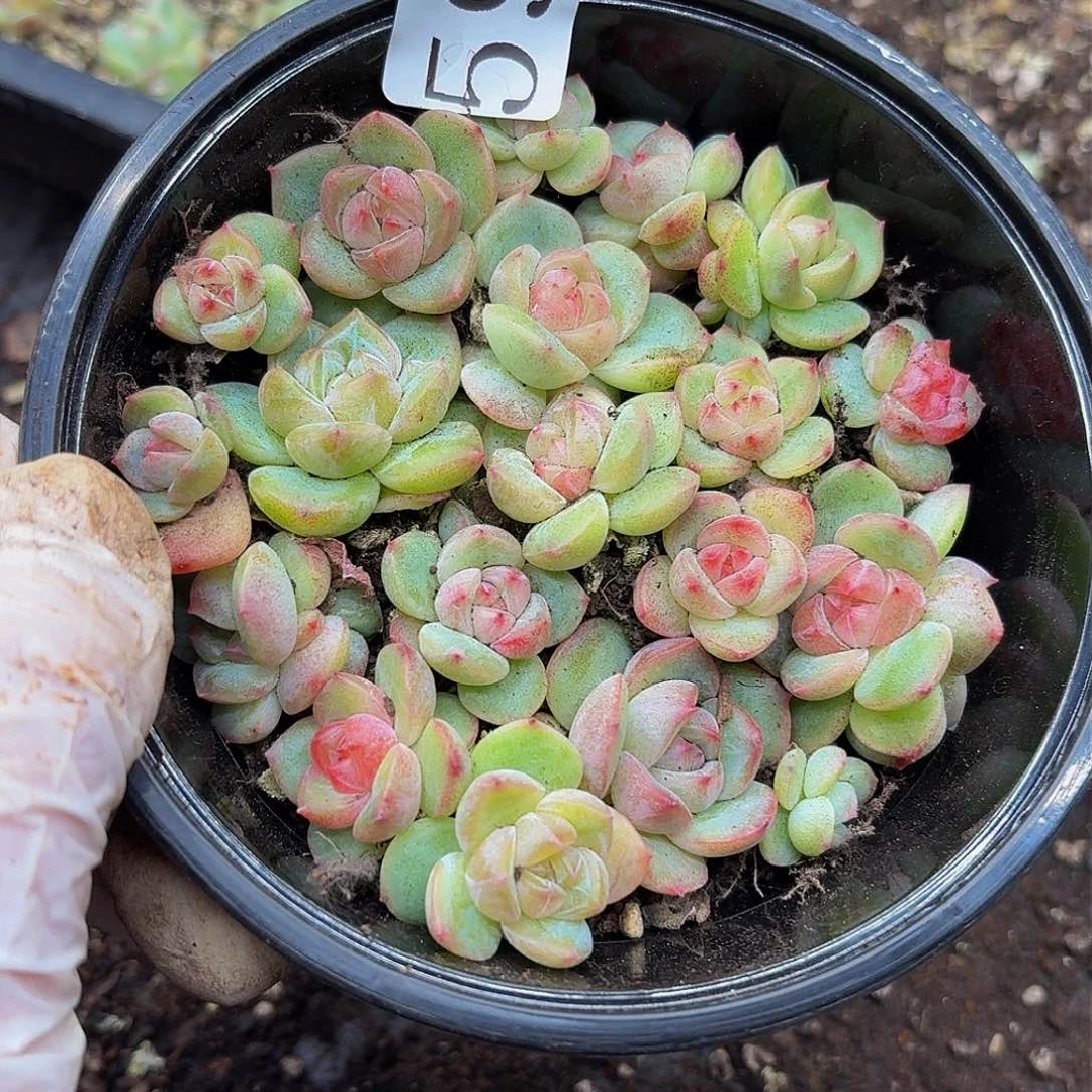 多肉植物多肉植物597