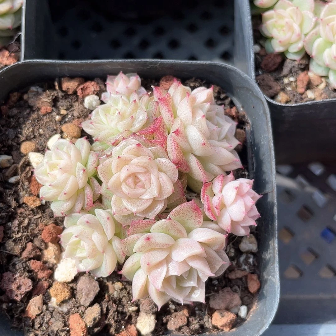 优选麦秆福利826