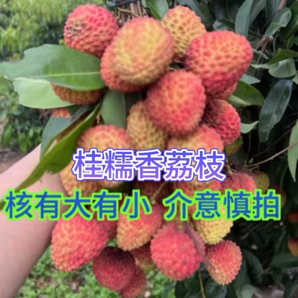 广东茂名荔枝 凤鸡头（桂糯香）荔枝4斤 新鲜采摘【广东顺丰冷链】