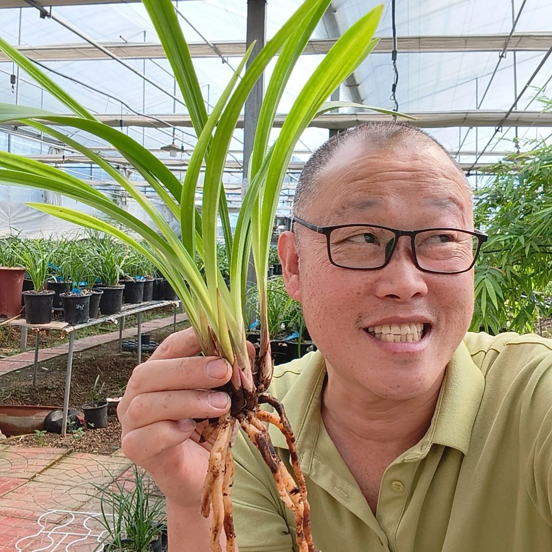 橙***汁无花朵建兰红月兰花